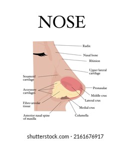 Visual aid of human nose anatomy and Otolaryngology.Structure of nasal cavity.Side view of nose anatomy model with captions. Infographic design for educational poster.Vector illustration flat design