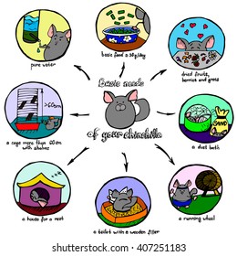 A visual and colorful scheme of basic chinchilla's needs, hand drawn vector illustration.