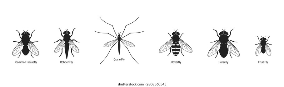 A visual comparison of six different types of flies, including housefly, robber fly, crane fly, hoverfly, horsefly, and fruit fly