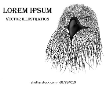 Visual drawing for beautiful eagle head wildlife with black and white background, This is illustration ideal for a mascot and tattoo or T-shirt graphic