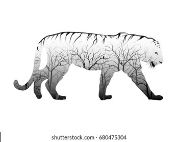 Visual drawing for double exposure tiger wildlife and woodland with black and white background of illustrator