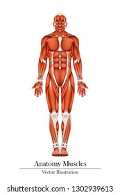 Visual drawing of man body anatomy muscles system, concept education human medical physiology and biology for science front view isolated on white background of vector illustration
