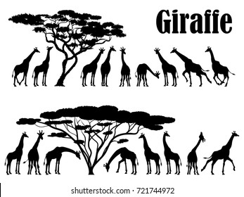 Visual drawing silhouettes of giraffe family animal wildlife collection in Africa or Savannah abstract black and white vector illustration