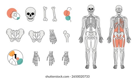 Uma exploração visual do sistema esquelético humano e da anatomia muscular destacando os principais ossos e grupos musculares