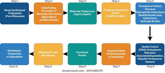 Visuelles Flussdiagramm von Proteinfaltungsbahnen und -mechanismen mit weißem Hintergrund.