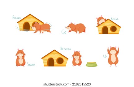 Visual material for kids education. Funny hamster demonstrating English language prepositions of place and verbs set vector illustration