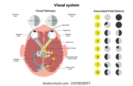 Visual pathway. Human brain and eyes, optic nerves, and visual cortex. Medical diagram