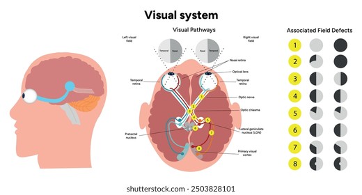Visual pathway. Human brain and eyes, optic nerves, and visual cortex. Medical diagram