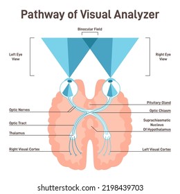 Visueller Pfad. Anatomische Verbindung von menschlichem Auge und Gehirn mit optischen Nerven und visuellem Kortex. Bildungsbanner mit Rechts- und Linksschauplätzen und Binokularen. Flache Vektorgrafik