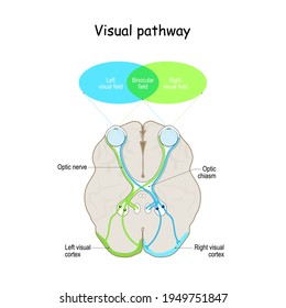Visual pathway. Human's brain with eyes, optic nerves, and visual cortex. Vector illustration