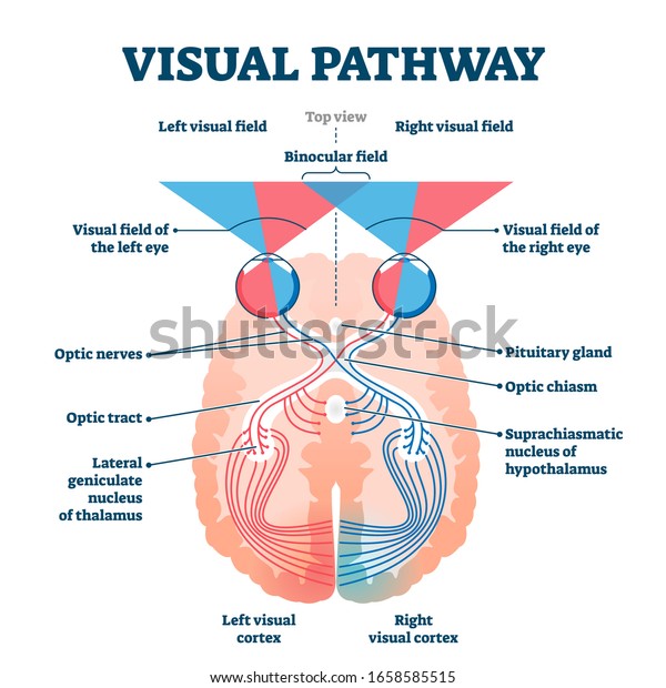 Visual pathway medical vector illustration\
diagram. Eye and brain anatomical system with optic nerves and\
visual cortex. Educational human vision explanation scheme with\
visual and binocular\
fields.