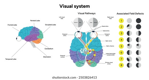 Visuelles Wegesystem. Menschliches Gehirn und Augen, Sehnerven und visueller Kortex. Gehirnbereiche Teile Funktionen. Hirnrinde. Frontal, Somatosensorischer Cortex, Parietal, Temporallappen