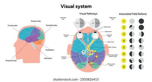 Sistema de vías visuales. Cerebro y ojos humanos, nervios ópticos y corteza visual. Las áreas cerebrales tienen funciones parciales. Corteza cerebral. Frontal, corteza somatosensorial, parietal, lóbulo temporal