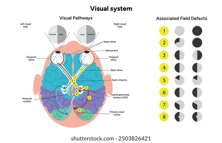 Sistema de vías visuales. Cerebro y ojos humanos, nervios ópticos y corteza visual. Las áreas cerebrales tienen funciones parciales. Corteza cerebral. Frontal, corteza somatosensorial, parietal, lóbulo temporal