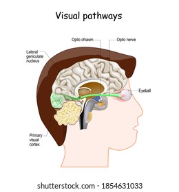 Visual Pathways From Eyeball To Optic Nerve, Lateral Geniculate Nucleus And Primary Visual Cortex. Human Head With A Cross Section Of The Brain.