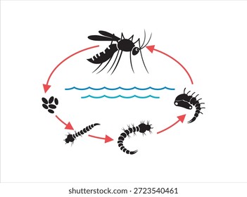 Representación visual del ciclo de vida completo del mosquito, detallando la progresión de los huevos acuáticos y las etapas larvales, a través del desarrollo de las pupas, hasta la forma final del insecto adulto
