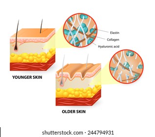 Visual representation of skin changes over a lifetime.