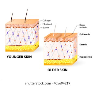 Visual representation of skin changes over a lifetime. Fibroblasts synthesize collagen and elastin.