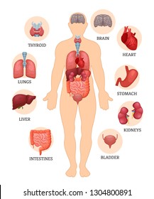 Visual scheme infographic of structure of human organs. Medical anatomy of male body. Human organs: thyroid, brain, heart, stomach, kidneys, bladder, intestines, liver, lungs. Vector illustration.