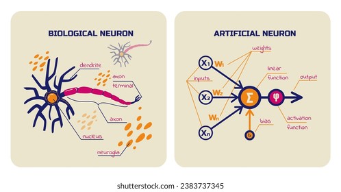 Visual schemes of biological and artificial neurons. Neural network elements. Vector illustration.