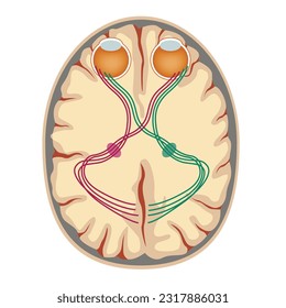 The visual system of the brain. Medical poster. Vector illustration