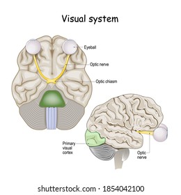 Visual system. Brain with optic nerve and Eyeball. Primary visual cortex. vector illustration