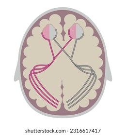 Sistema visual, ruta de acceso. Infografía con un diagrama de cómo el cerebro percibe una imagen. Afiche médico. Ilustración del vector