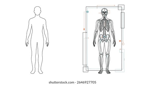 Visualização Da Anatomia Humana E Da Estrutura Esquelética Para Estudos Médicos E Científicos