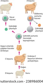 visual,sheep cloning,fertilized egg cell,body,nucleus is removed,fused with the egg cell,cells multiplying in a suitable environment,embryo,placed in the uterus of the sheep,born,offspring,clone