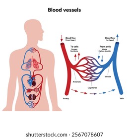 Vital Pathways of Double Circulation in Humans Oxygen Transport in the Body and types of blood vessels