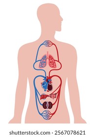 Vital Pathways of Double Circulation in Humans Oxygen Transport in the Body 