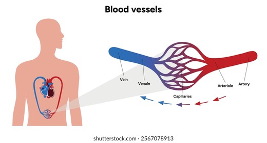 Vital Pathways of Double Circulation in Humans Oxygen Transport in the Body and types of blood vessels