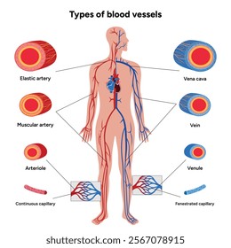 Vital Pathways of Double Circulation in Humans Oxygen Transport in the Body and types of blood vessels
