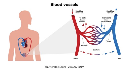 Vital Pathways of Double Circulation in Humans Oxygen Transport in the Body and types of blood vessels