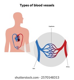 Vital Pathways of Double Circulation in Humans Oxygen Transport in the Body and types of blood vessels