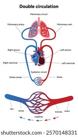 Vital Pathways of Double Circulation in Humans Oxygen Transport in the Body and types of blood vessels