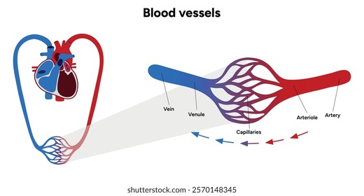 Vital Pathways of Double Circulation in Humans Oxygen Transport in the Body and types of blood vessels