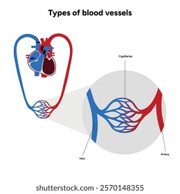 Vital Pathways of Double Circulation in Humans Oxygen Transport in the Body and types of blood vessels