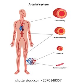 Vital Pathways Humans arterial system