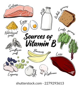 Vitamin B sources, vector illustration