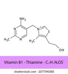 Vitamin B1 Thiamine Skeletal structure and molecular formula. Organic biomolecule, isolated vector illustration