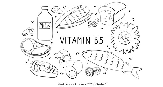 Vitamin B5 Pantothenic acid. Groups of healthy products containing vitamins. Set of fruits, vegetables, meats, fish and dairy