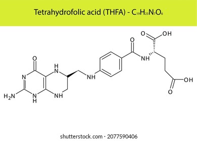 Vitamin B9 derivative Tetrahydrofolic acid - THFA Skeletal structure and molecular formula. Organic biomolecule, isolated vector illustration