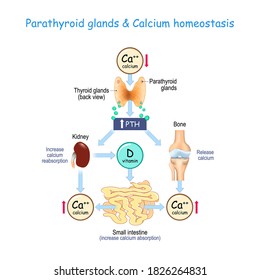 vitamin D, and Calcium homeostasis. Parathormone (PTH) secreted by the parathyroid glands that located on the back of the thyroid gland. vector illustration for medical, educational, and science use 