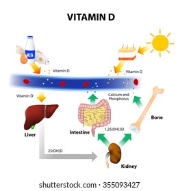 Vitamin D. Foods contain vitamin D. Skin absorbs solar UVB radiation and synthesis of vitamin D. Calcium homeostasis and metabolism. 