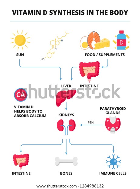 Vitamin D Infographic Template Vitamin D Stock Vector