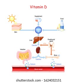 Vitamin D. Sources, Metabolism And Organs That Regulate The Level Of Calcium In The Blood. Hormones Involved In The Process Of Calcium Absorption (calcitriol, PTH, Calcidiol). Vector Illustration