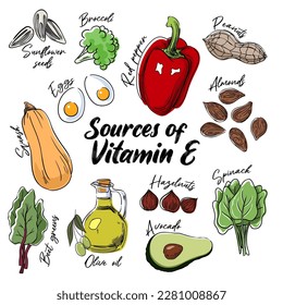 Vitamin E dietary sources, vector illustration