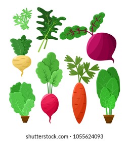 Vitaminic vegetable collection color vector poster, illustration with beetroot, arugula and green salad, beige swede and carrot, radish vegetable