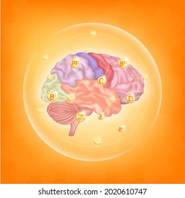 Vitamins For Brain. Essential Nutrients For Brain Health Main Human Organs With Molecular. Vitamin C, B, PP, Folic Acid, That Helps Treat Symptoms Alzheimer's, Dementia And Depression. 3D Vector EPS10